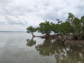Mangroves