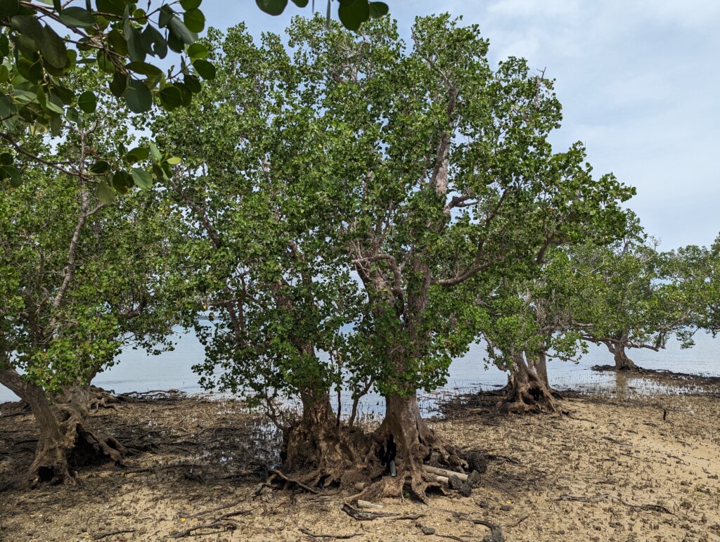 Help Suyac Island recover from typhoon Tino