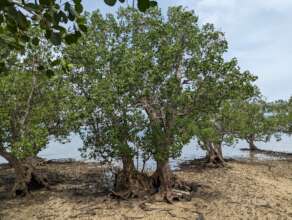 Mangroves