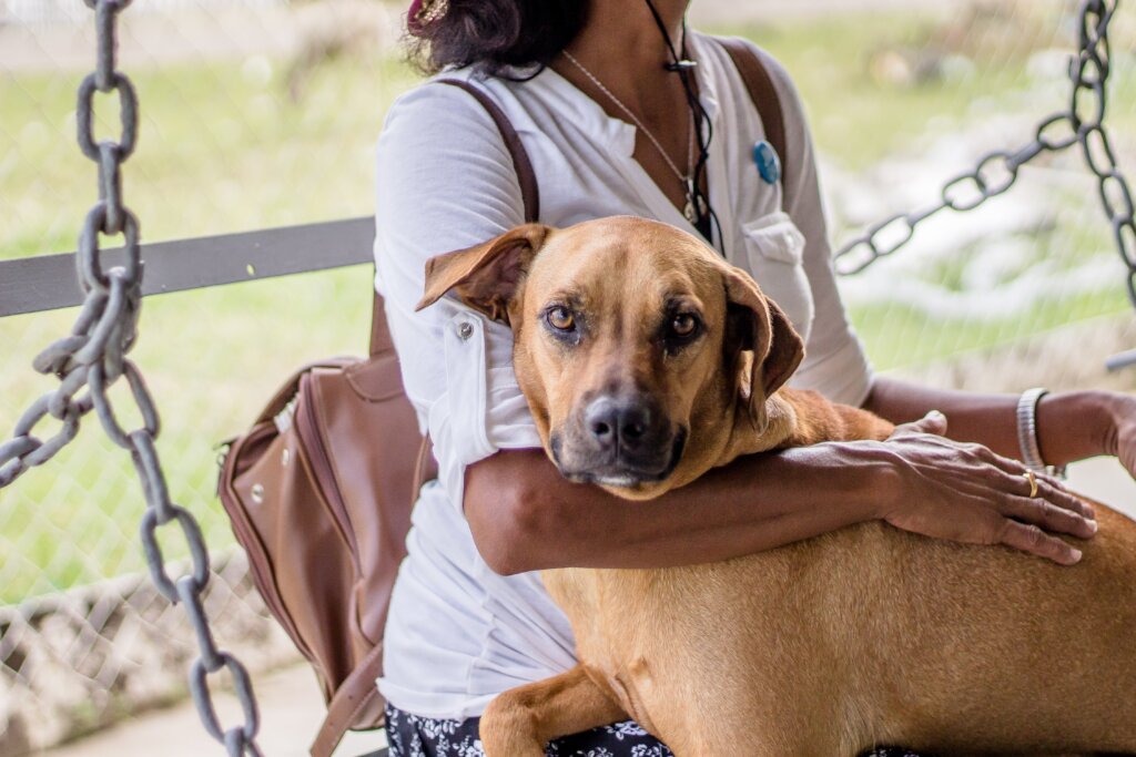 Give Nigerian Dogs and Cats a Safe Life