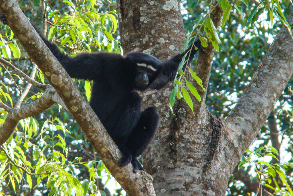 Urgent Call for Support: Translocation of Gibbons