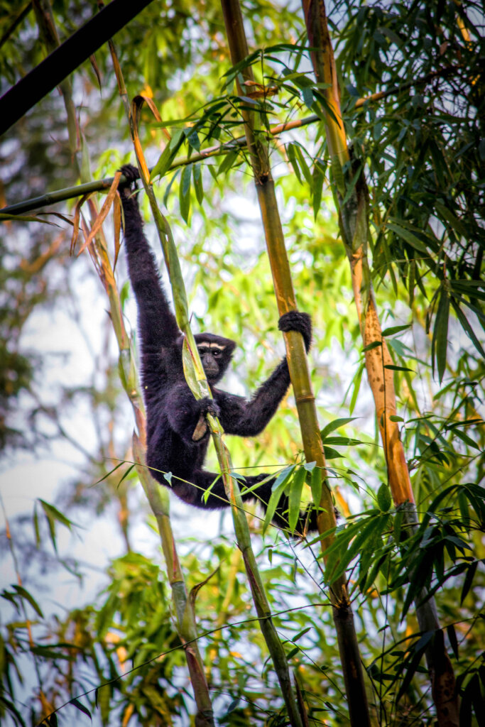Urgent Call for Support: Translocation of Gibbons