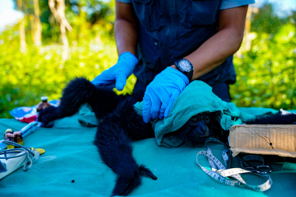 Urgent Call for Support: Translocation of Gibbons