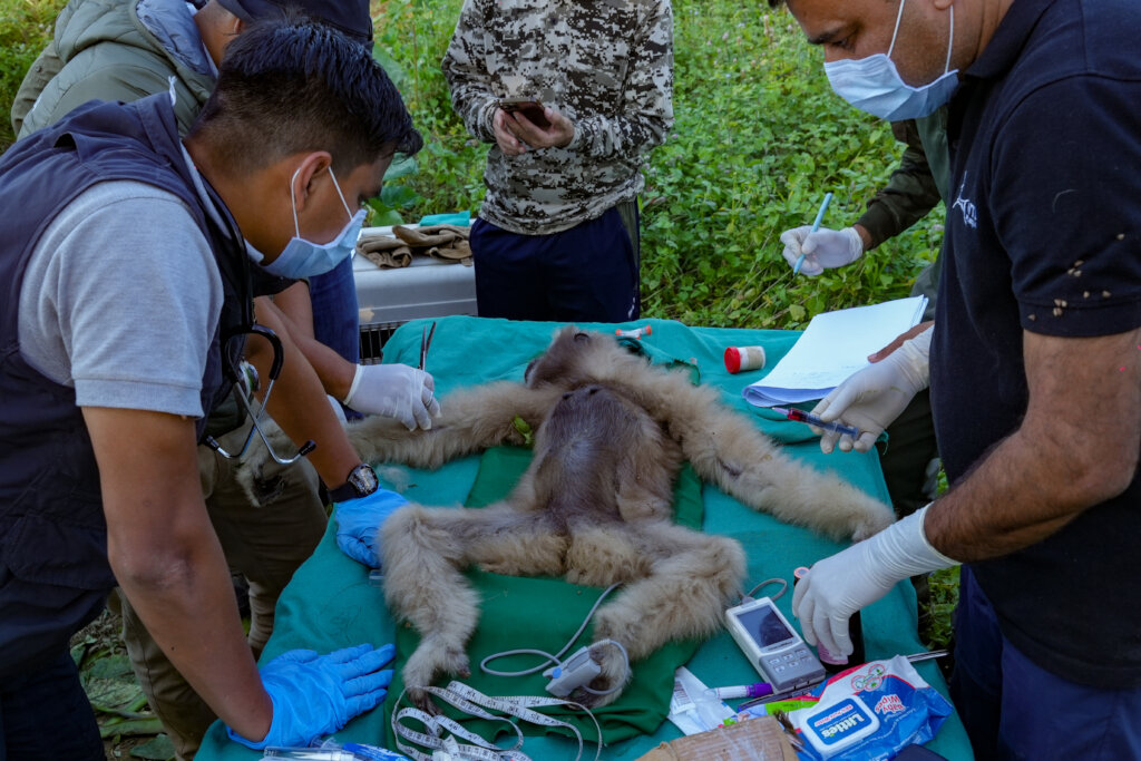 Urgent Call for Support: Translocation of Gibbons