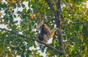 Urgent Call for Support: Translocation of Gibbons