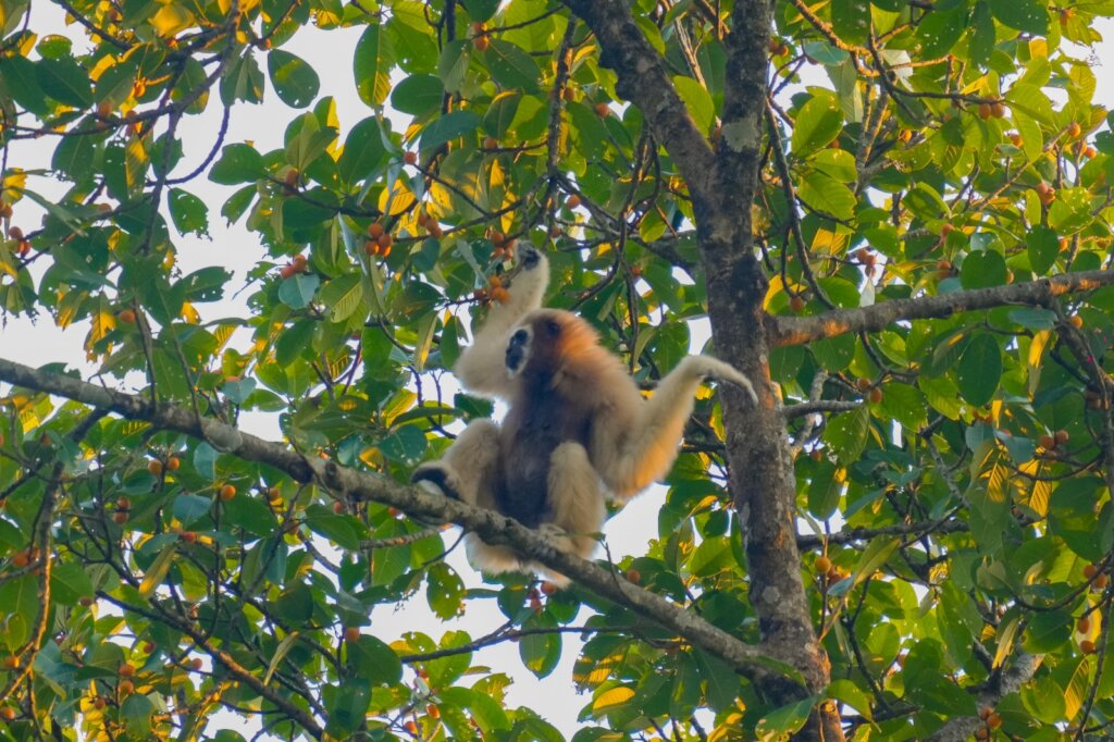 Urgent Call for Support: Translocation of Gibbons