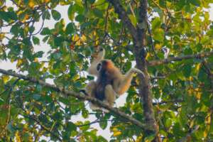 Urgent Call for Support: Translocation of Gibbons