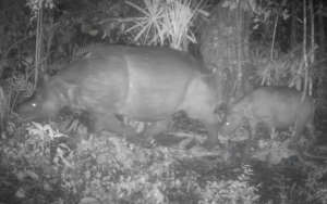 Javan Rhino with Cub - Ujung Kulon National Park