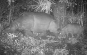 Newborn Javan Rhino calf, a new hope