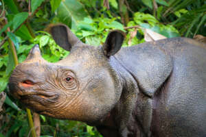 Javan Rhino, credit to Toby Nowlan