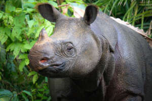 Javan Rhino, credit to Toby Nowlan