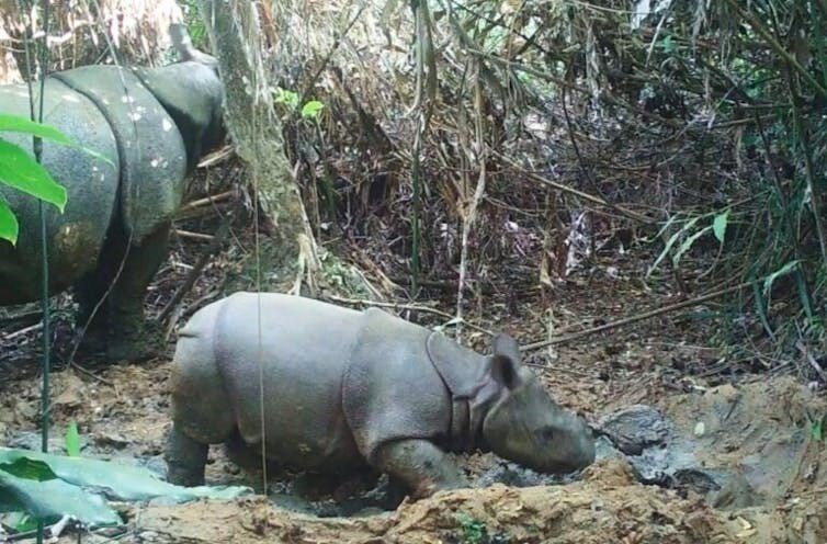 Help Save Javan Rhinos from Extinction