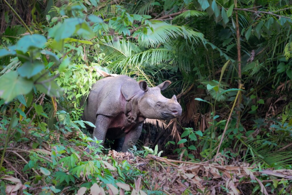 Help Save Javan Rhinos from Extinction