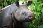 Help Save Javan Rhinos from Extinction