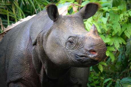 Help Save Javan Rhinos from Extinction