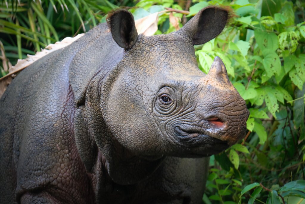 Help Save Javan Rhinos from Extinction