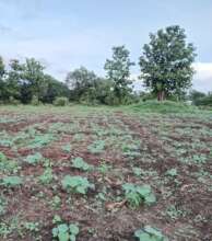 Ladyfinger Cultivation Support Initiative