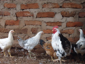 Jemimah's project: Poultry