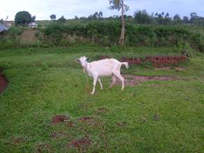 Nafisa's community goat