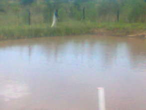 Dennis's fish pond