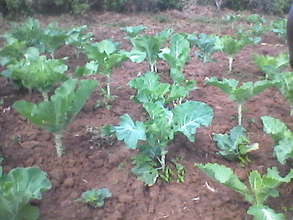Justus: Vegetable project
