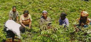 Michael's cassava project_women working