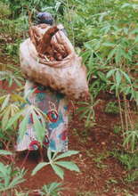 Mrs. Njuguna carrying cassavas