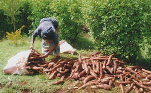 Mrs. Njuguna bagging cassavas for market