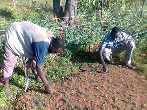 Dennis's community members planting trees