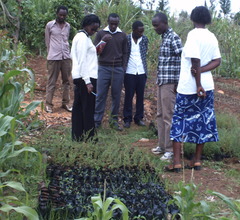 Dennis's project_tree nursery
