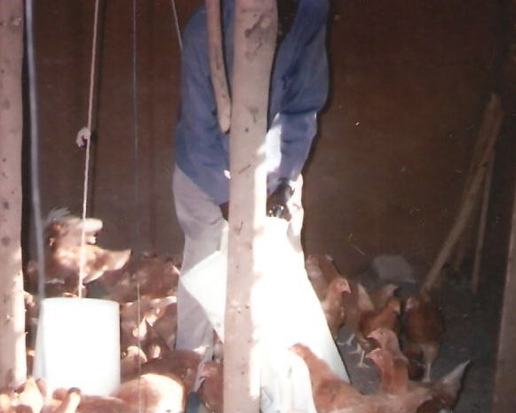 Poultry
