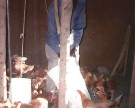 Poultry