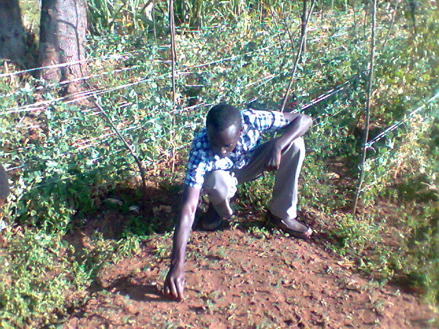 Tree nursery