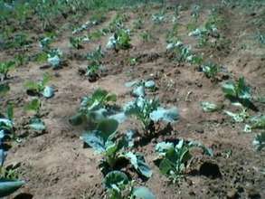 Isaac's group's crops