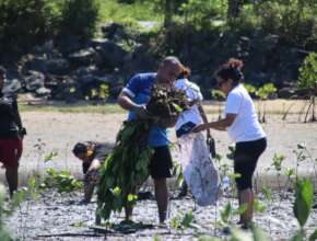 Use of 1 meter saplings to ensure better survival
