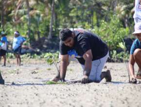 Each mangrove is planted with care