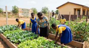 School Garden Projects for Fresh Food
