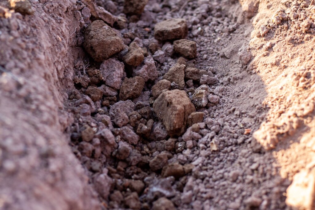 Cactus Harvests, Stronger Families in Piruaj Bajo