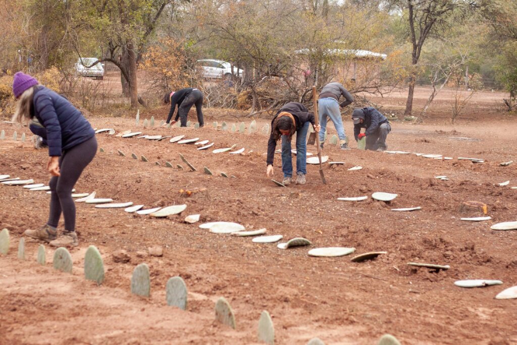 Cactus Harvests, Stronger Families in Piruaj Bajo