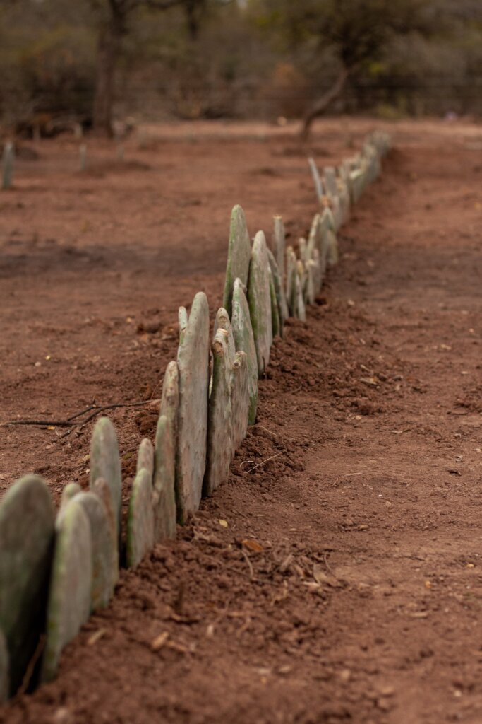 Cactus Harvests, Stronger Families in Piruaj Bajo