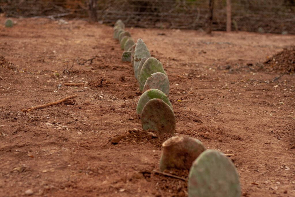 Cactus Harvests, Stronger Families in Piruaj Bajo