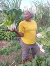 Image of Survivor reaping Pak Choi