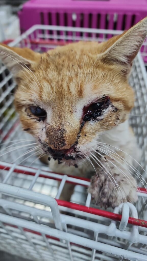 Cat found injured & very dehydrated