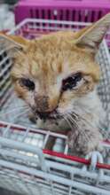 Cat found injured & very dehydrated
