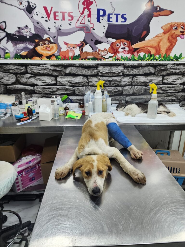 Dog found with broken leg