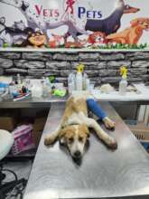 Dog found with broken leg