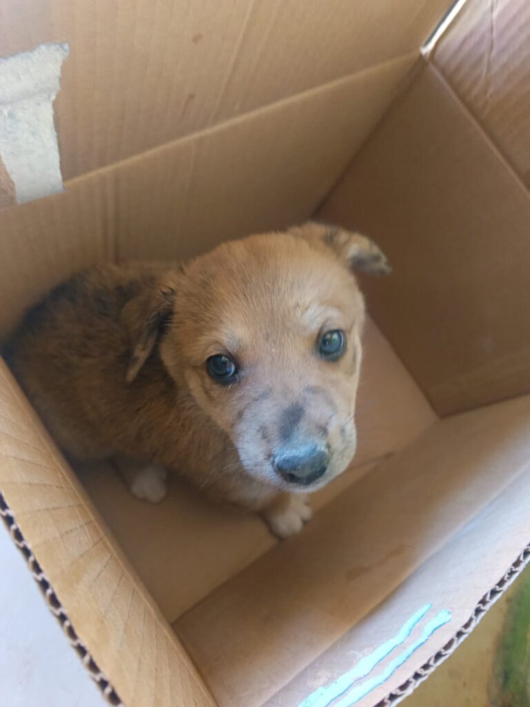 Puppy found in a cardboard box at the roadside
