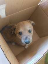 Puppy found in a cardboard box at the roadside