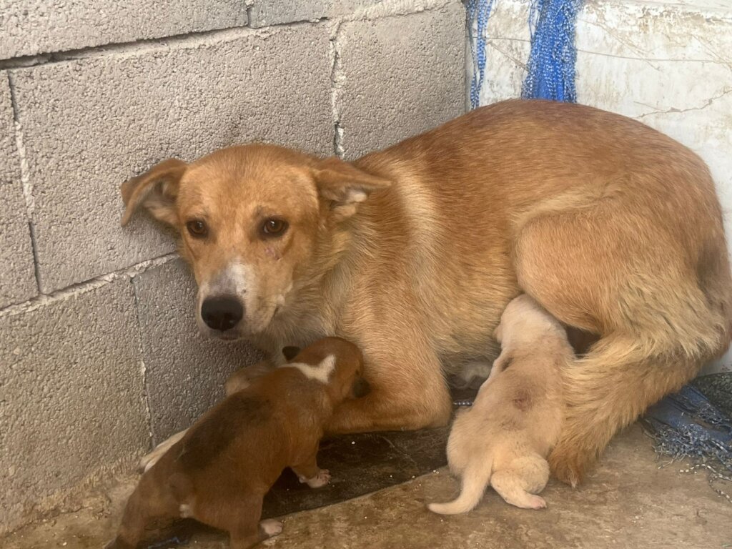 Help animals in Bethlehem with our Emergency Fund