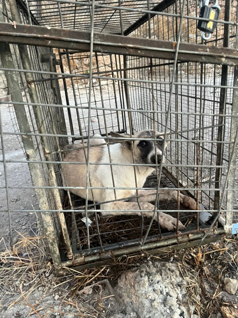 Help animals in Bethlehem with our Emergency Fund